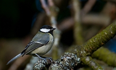 David Plant Photography - Wildlife Photographer - Great tit - J